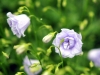 Campanula cochleari...